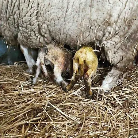 Feriehus De Boterhal - Op Natuurboerderij