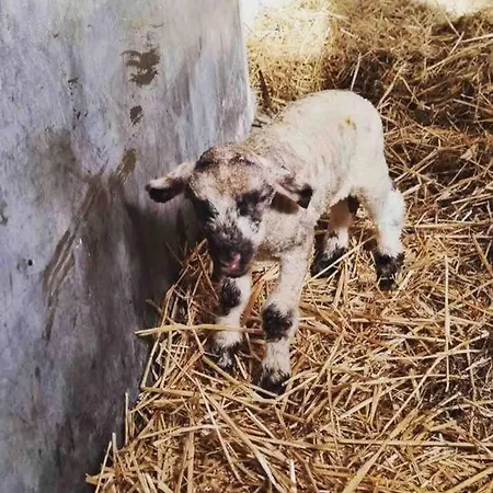 Сasa de vacaciones De Boterhal - Op Natuurboerderij Hem