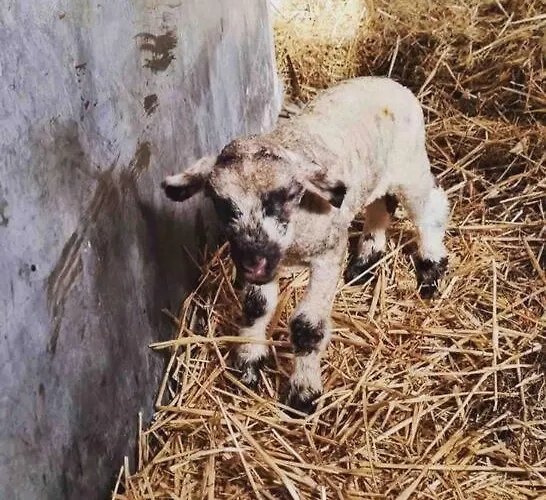 Nyaraló De Boterhal - Op Natuurboerderij Hem